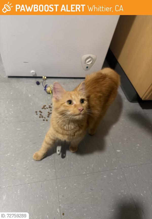 Found/Stray Unknown Cat last seen Laurel, Whittier, CA 90602