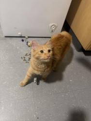 Found/Stray Unknown Cat last seen Laurel, Whittier, CA 90602