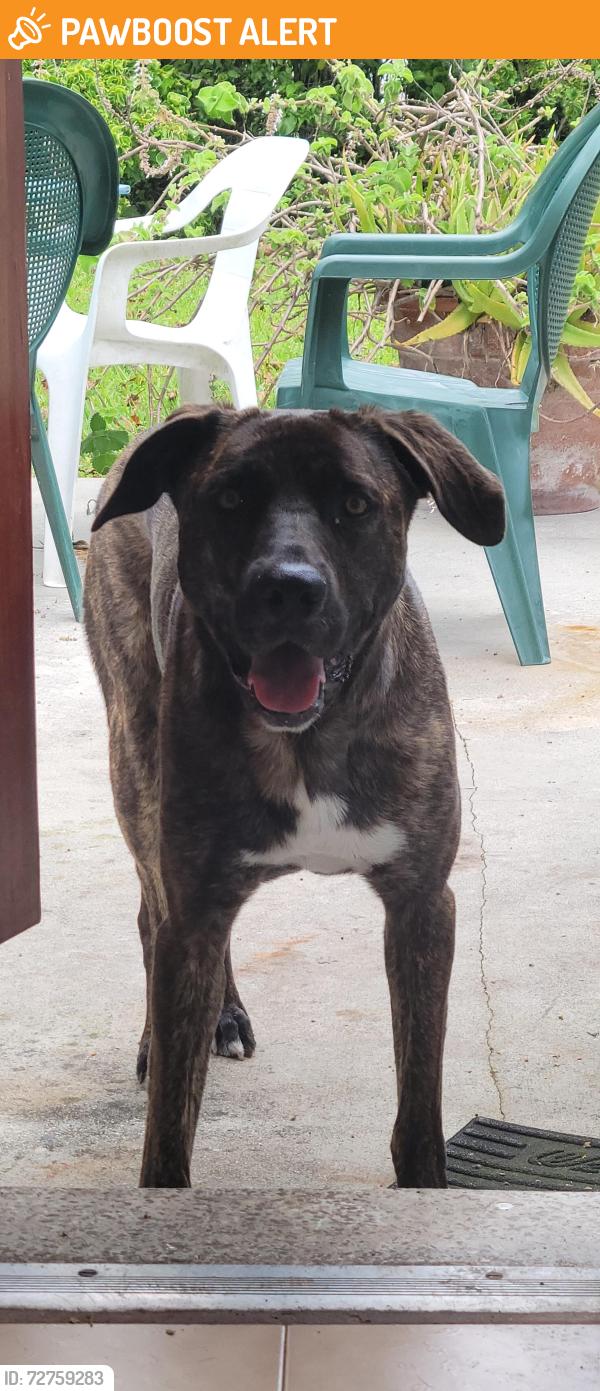 Found/Stray Male Dog last seen North Trail park , Miami-Dade County, FL 33182