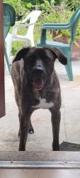 Found/Stray Male Dog last seen North Trail park , Miami-Dade County, FL 33182