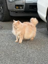 Found/Stray Unknown Cat last seen Fence at the end of Palmer Ave Dead End , Stamford, CT 06902