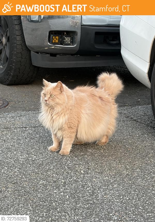 Found/Stray Unknown Cat last seen Fence at the end of Palmer Ave Dead End , Stamford, CT 06902