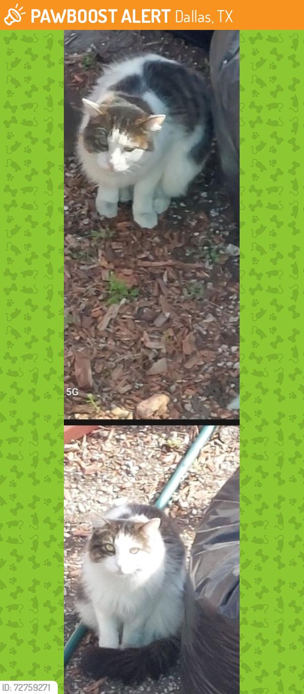 Found/Stray Female Cat last seen S Bishop Avenue, Sunset Avenue,  W 10th St., Dallas, TX 75208