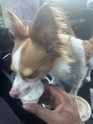 Lost Male Dog last seen Willowbend Blvd, Houston, TX 77035