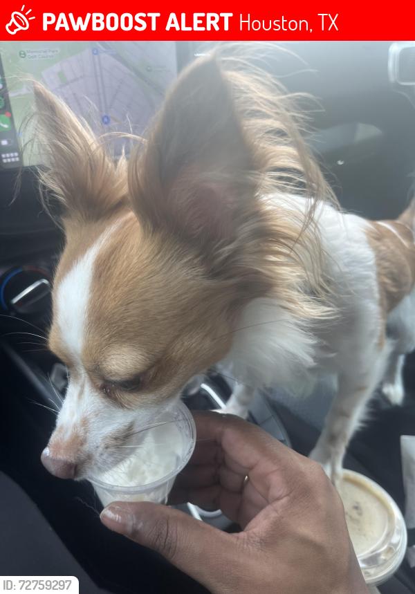 Lost Male Dog last seen Willowbend Blvd, Houston, TX 77035
