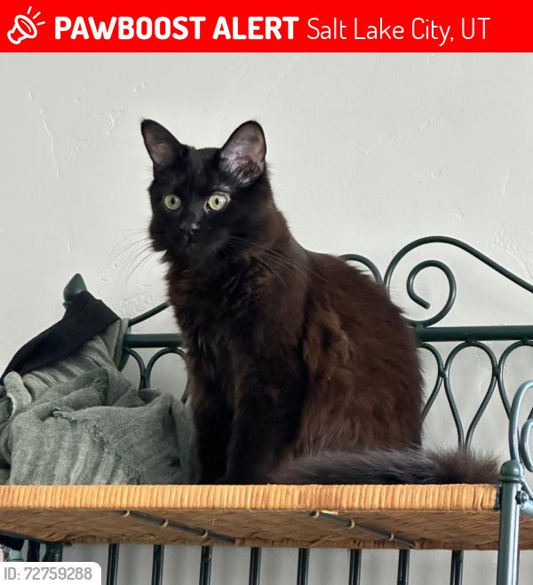 Lost Male Cat last seen Near Jordan River trail and I-80, Salt Lake City, UT 84104