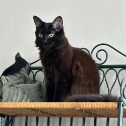 Lost Male Cat last seen Near Jordan River trail and I-80, Salt Lake City, UT 84104
