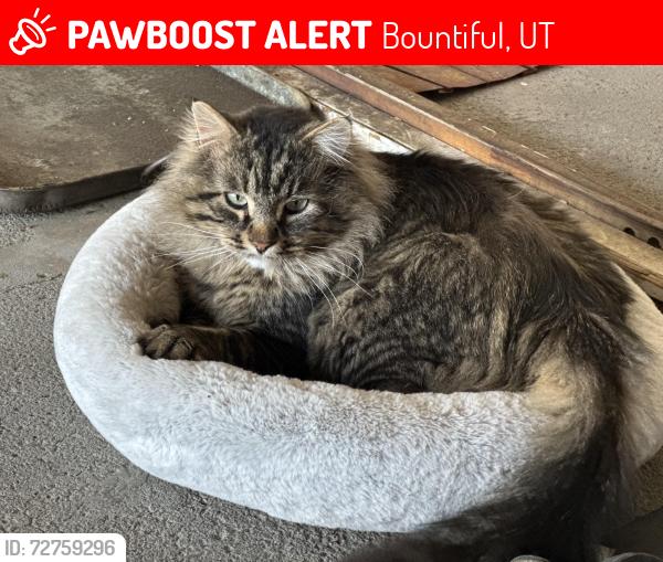 Lost Male Cat last seen Bountiful Blvd /Vineyard Drive /Temple, Bountiful, UT 84010
