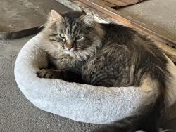 Lost Male Cat last seen Bountiful Blvd /Vineyard Drive /Temple, Bountiful, UT 84010