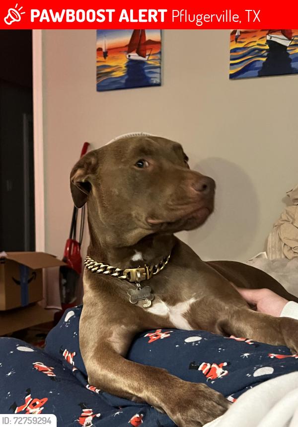 Lost Male Dog last seen Pflugerville Fire Department Station 4, Pflugerville, TX 78660