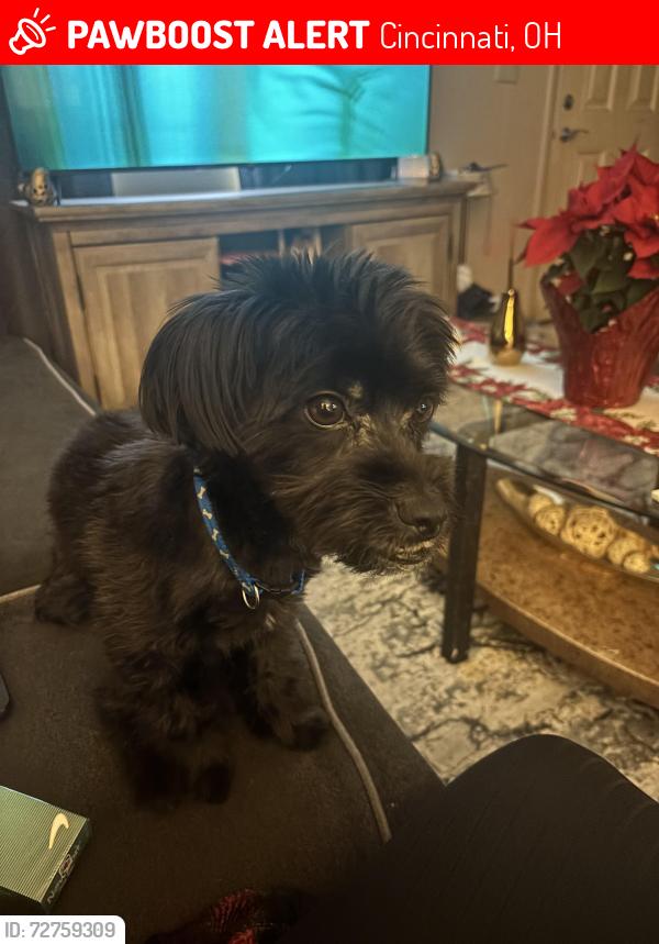 Lost Male Dog last seen Xavier University Campus and Wooded Areas surrounding it(?), Cincinnati, OH 45212
