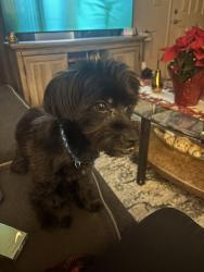 Lost Male Dog last seen Xavier University Campus and Wooded Areas surrounding it(?), Cincinnati, OH 45212