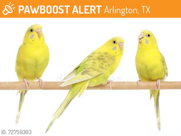 Found/Stray Unknown Bird last seen The Light Baptist Church grounds, Arlington, TX 76012