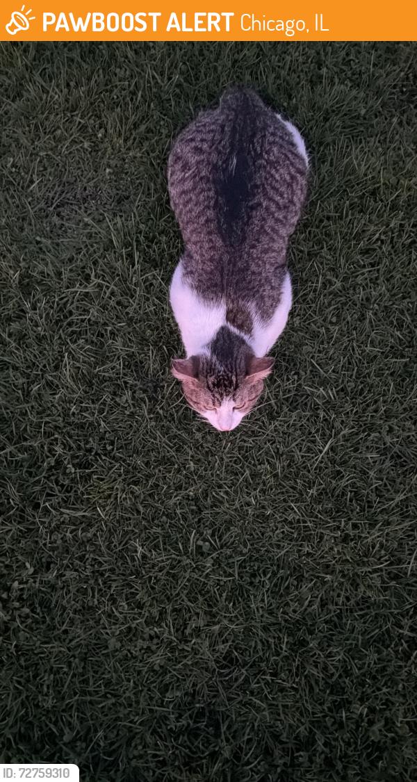 Found/Stray Unknown Cat last seen California & 18, Chicago, IL 60623