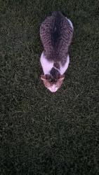 Found/Stray Unknown Cat last seen California & 18, Chicago, IL 60623