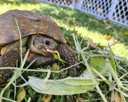 Found/Stray Unknown Reptile last seen Paseo WestPark & Hamilton, Irvine, CA 92614