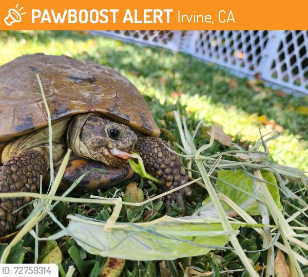 Found/Stray Unknown Reptile last seen Paseo WestPark & Hamilton, Irvine, CA 92614