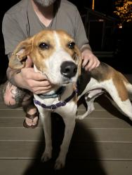 Found/Stray Male Dog last seen Kent and Monument, Richmond, VA 23221