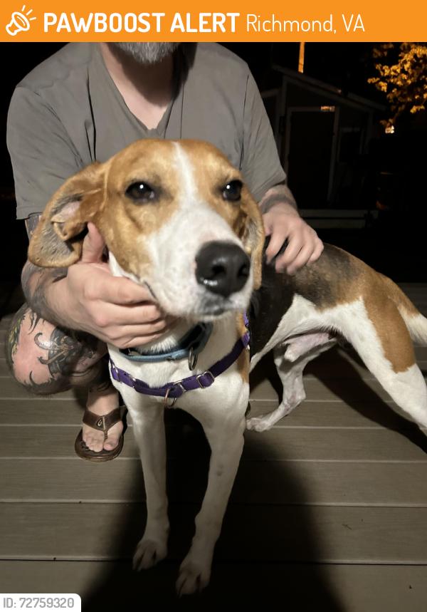 Found/Stray Male Dog last seen Kent and Monument, Richmond, VA 23221