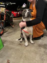 Found/Stray Male Dog last seen Freeport Road near Ridge  Venango Trails area, Marshall Township, PA 16046