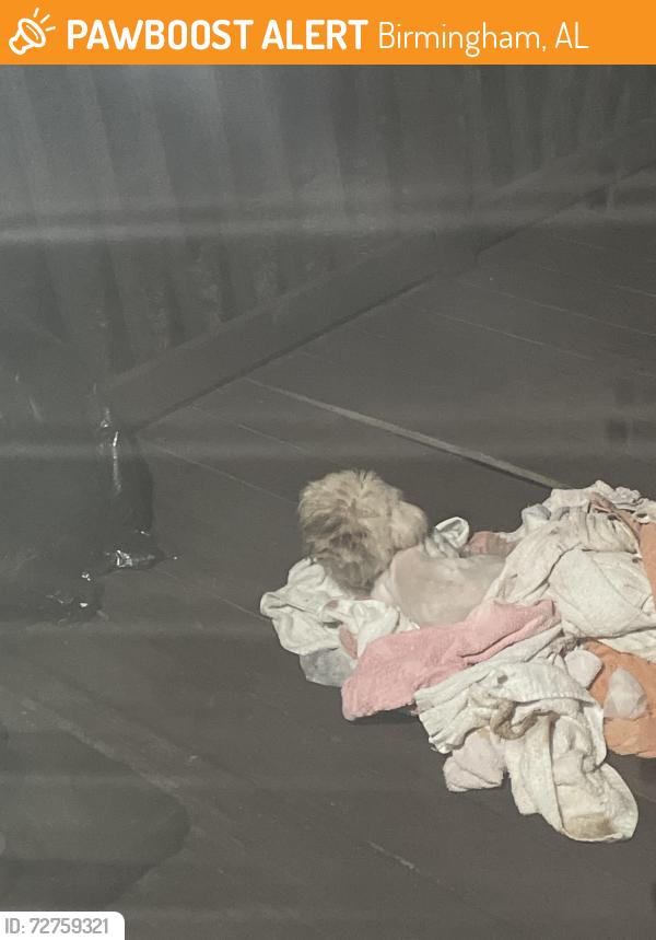 Found/Stray Unknown Dog last seen Marlon springs/ Carson road , Birmingham, AL 35215