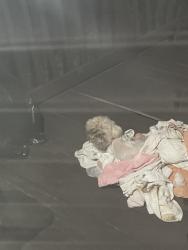 Found/Stray Unknown Dog last seen Marlon springs/ Carson road , Birmingham, AL 35215