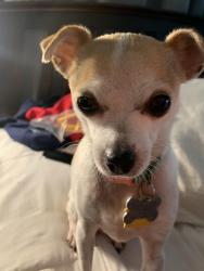 Lost Female Dog last seen Near W. Saratoga Ave Tulare, Ca 93274, Tulare, CA 93274