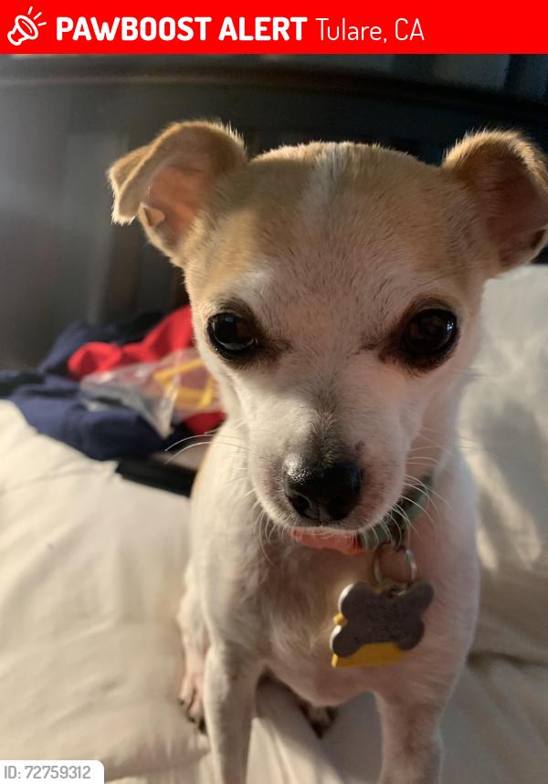 Lost Female Dog last seen Near W. Saratoga Ave Tulare, Ca 93274, Tulare, CA 93274