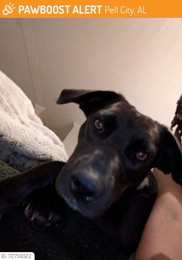 Found/Stray Female Dog last seen The Conner on wolf creek road in highway 78, Pell City, AL 35128