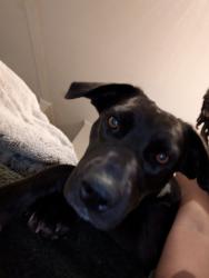 Found/Stray Female Dog last seen The Conner on wolf creek road in highway 78, Pell City, AL 35128