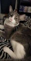 Lost Male Cat last seen Loves gas station in boron ca, Boron, CA 93516