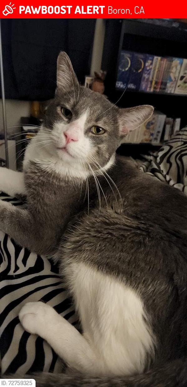 Lost Male Cat last seen Loves gas station in boron ca, Boron, CA 93516