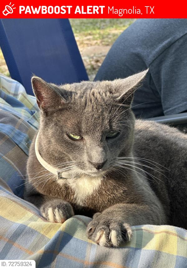 Lost Male Cat last seen FM 1488 & Lake Windcrest Blvd, Magnolia, TX 77354
