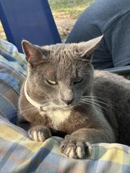 Lost Male Cat last seen FM 1488 & Lake Windcrest Blvd, Magnolia, TX 77354