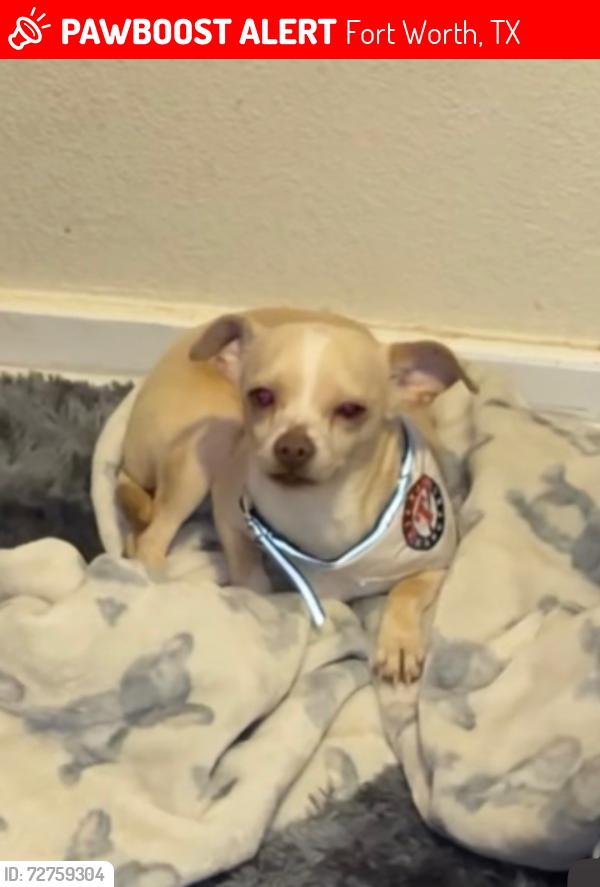 Lost Male Dog last seen Around freeway 820, family dollar, etc, Fort Worth, TX 76112
