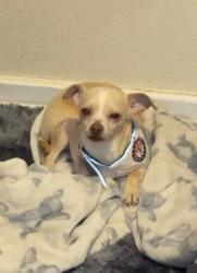 Lost Male Dog last seen Around freeway 820, family dollar, etc, Fort Worth, TX 76112