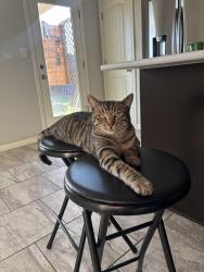 Lost Male Cat last seen Blanco vista, San Marcos, TX 78666