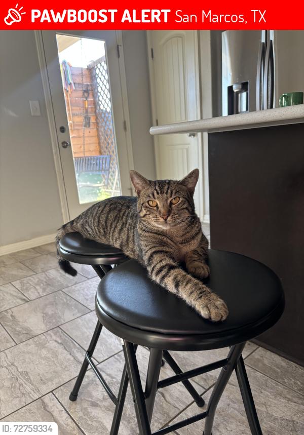 Lost Male Cat last seen Blanco vista, San Marcos, TX 78666