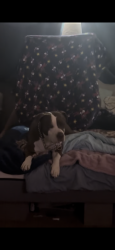 Lost Male Dog last seen 75th and Peoria , Peoria, AZ 85345
