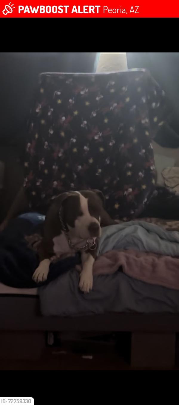Lost Male Dog last seen 75th and Peoria , Peoria, AZ 85345