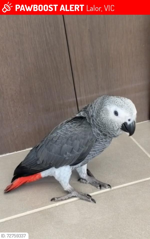Lost Male Bird last seen Mosaic drive lalor , Lalor, VIC 3075