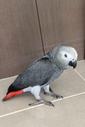 Lost Male Bird last seen Mosaic drive lalor , Lalor, VIC 3075