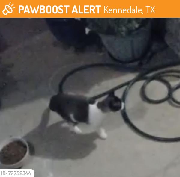 Found/Stray Female Cat last seen Bowman springs and i20, Kennedale, TX 76060