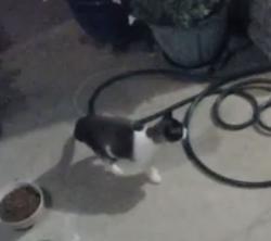 Found/Stray Female Cat last seen Bowman springs and i20, Kennedale, TX 76060