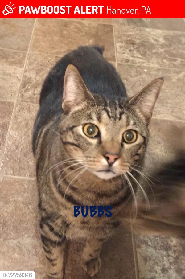 Lost Male Cat last seen Linden Abe, Hanover, PA 17331