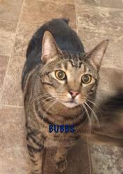 Lost Male Cat last seen Linden Abe, Hanover, PA 17331