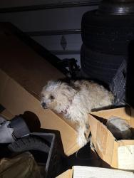Found/Stray Female Dog last seen Marathon gas station at bayshore, Port Charlotte, FL 33980