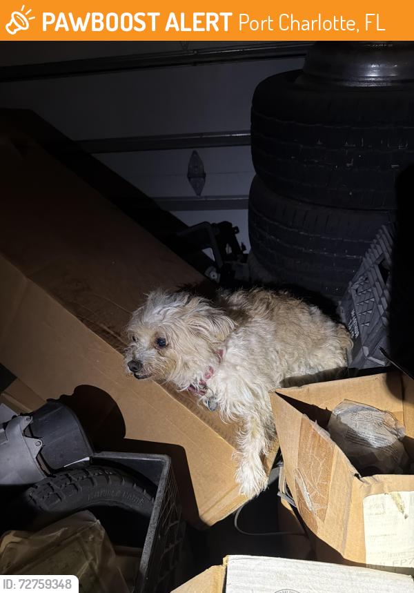 Found/Stray Female Dog last seen Marathon gas station at bayshore, Port Charlotte, FL 33980