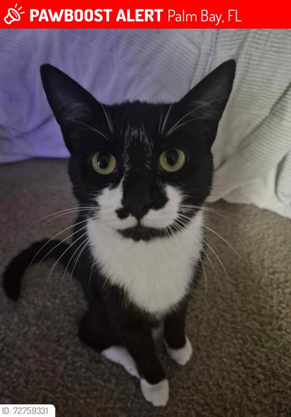 Lost Male Cat last seen Cogan & Broyles dr, Palm Bay, FL 32909