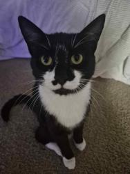 Lost Male Cat last seen Cogan & Broyles dr, Palm Bay, FL 32909